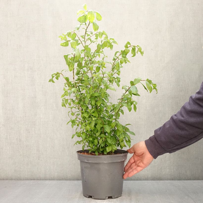 Exemplaar van Orixa japonica - Orixa Pot van 4 l/5 l zoals geleverd in de lente