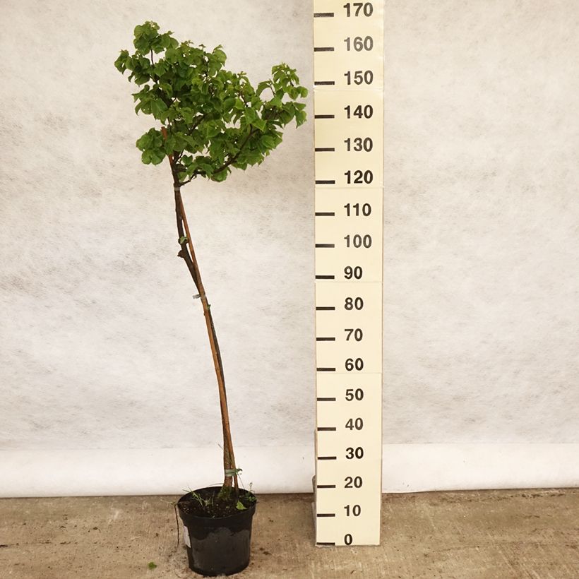 Exemplaar van Ulmus glabra Nana - Ruwe iep Pot van 7,5 l/10 l, Stengel zoals geleverd in de lente