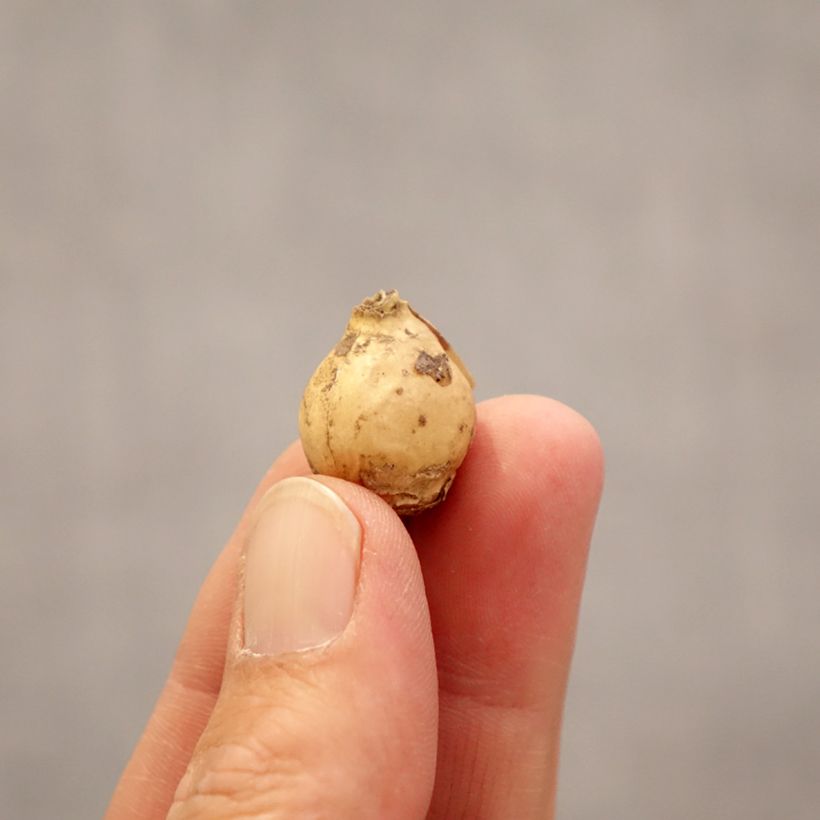 Exemplaar van Ornithogalum Namib Sun - Vogelmelk Bol kaliber 5+ zoals geleverd in de lente