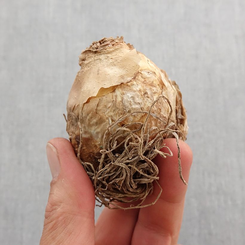 Exemplaar van Ornithogalum saundersiae - Vogelmelk Bol kaliber 18+ zoals geleverd in de lente