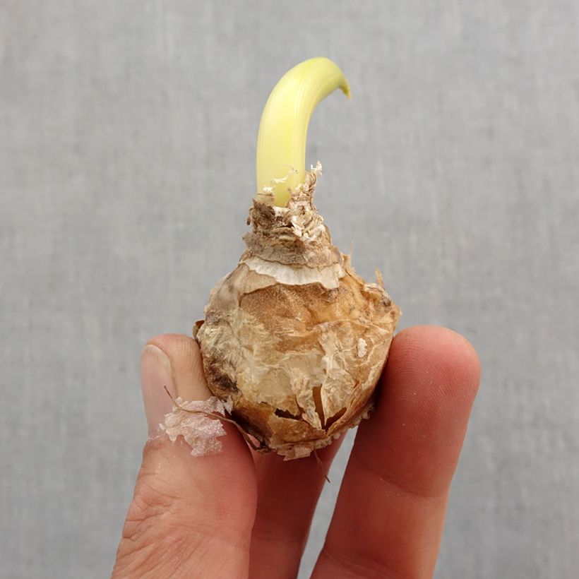 Exemplaar van Ornithogalum arabicum - Vogelmelk Bol kaliber 12+ zoals geleverd in de lente