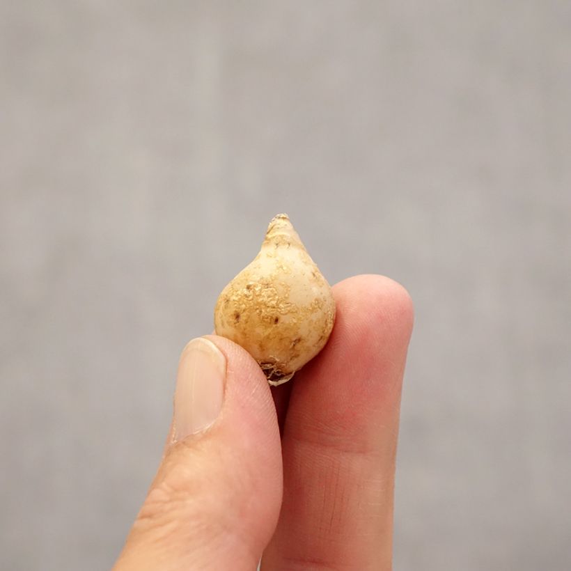 Exemplaar van Ornithogalum nutans - Vogelmelk Bol kaliber 6+ zoals geleverd in de lente