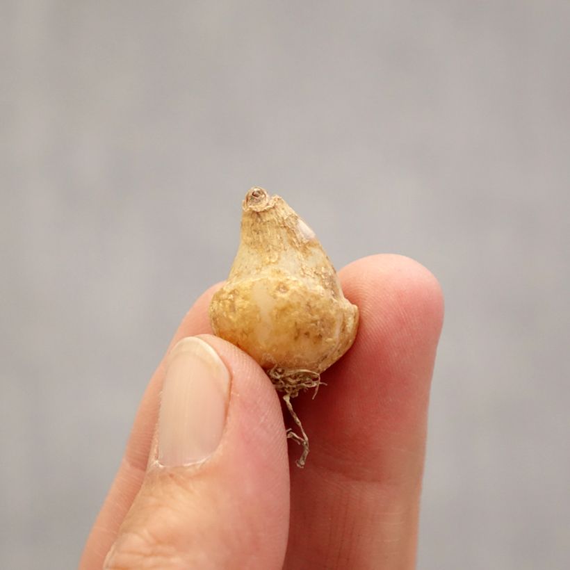 Exemplaar van Ornithogalum oligophyllum White Trophy - Vogelmelk Bol kaliber 6+ zoals geleverd in de lente