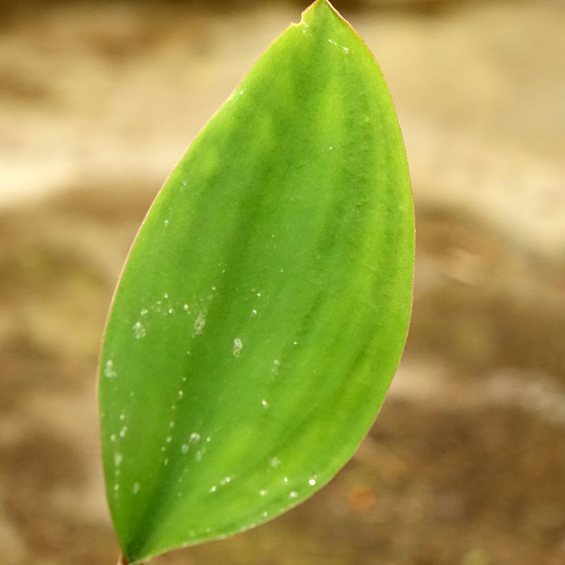 Orontium aquaticum - Goudknots (Blad)