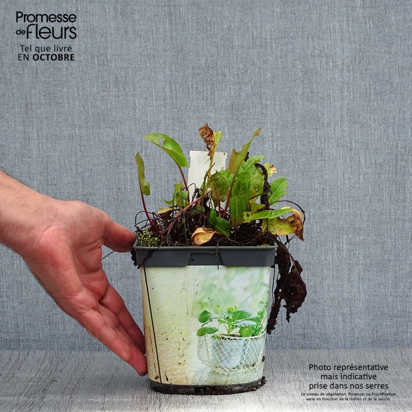Exemplaar van Spaanse zuring BIO - Rumex scutatus (jonge planten) Pot van 1 l/1,5 l zoals geleverd in de herfst