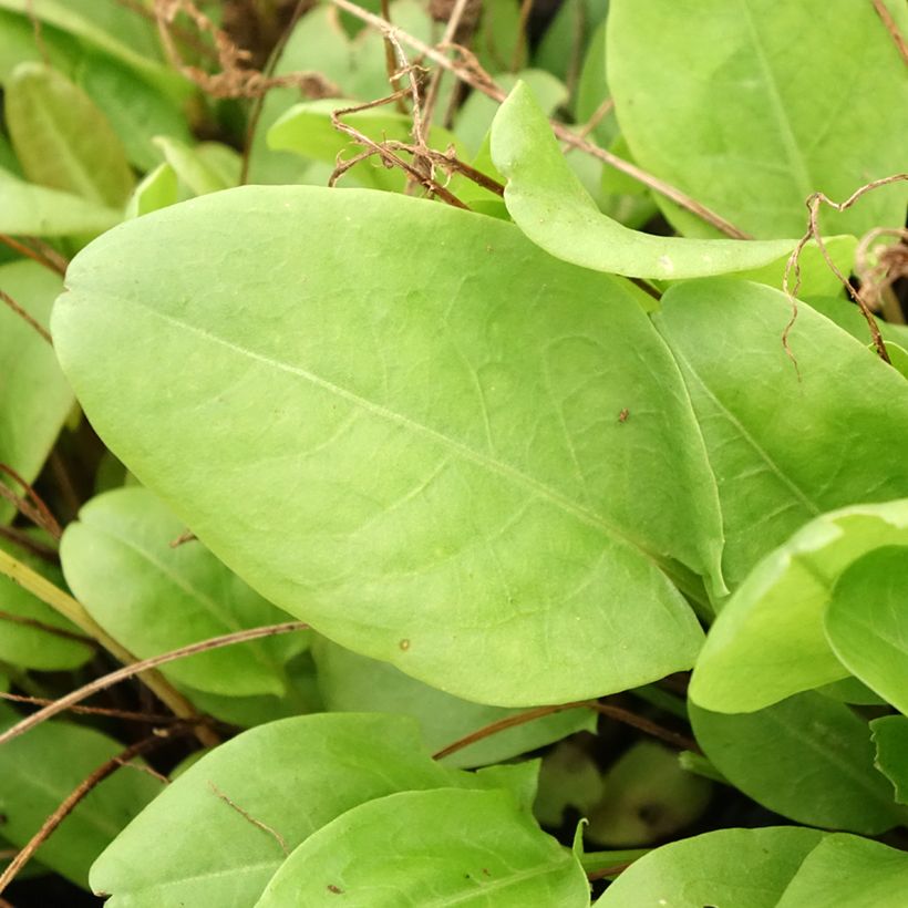 Spaanse zuring - Rumex scutatus (jonge planten) (Blad)