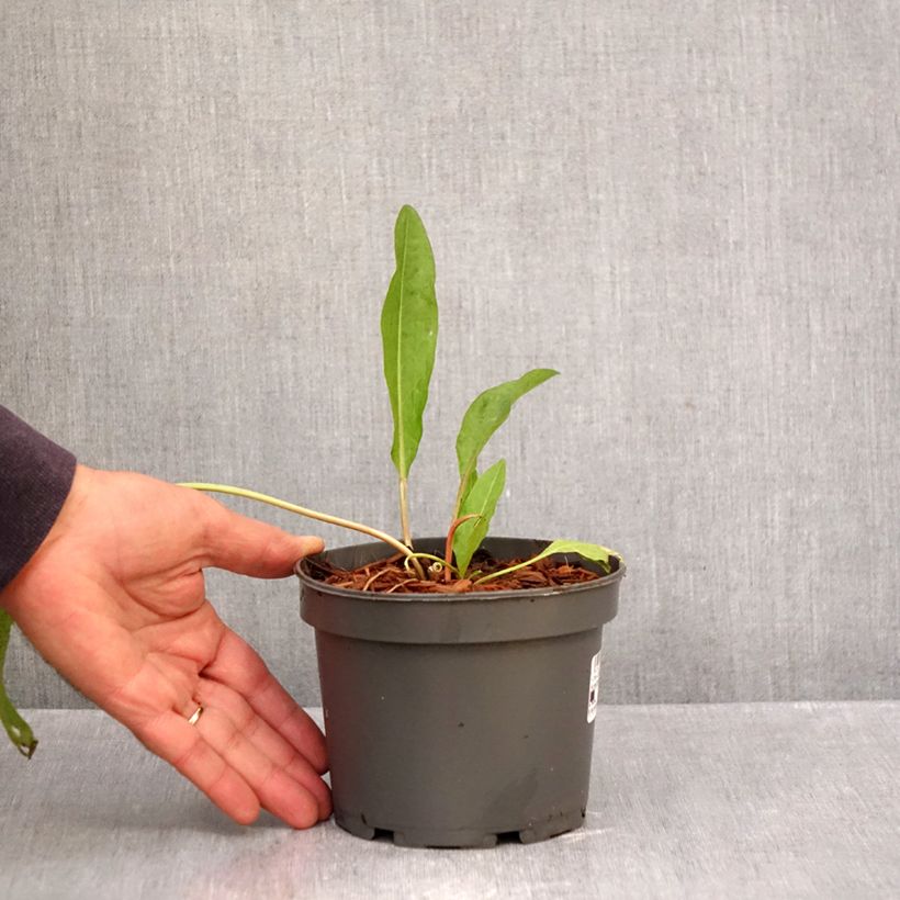 Exemplaar van Spinaziezuring - Rumex patientia Pot van 1,5 l/2 l zoals geleverd in de herfst