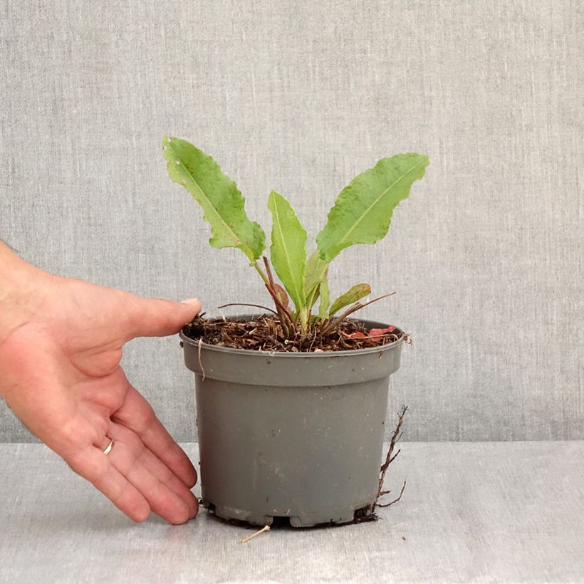Exemplaar van Spinaziezuring - Rumex patientia Pot van 1,5 l/2 l zoals geleverd in de zomer
