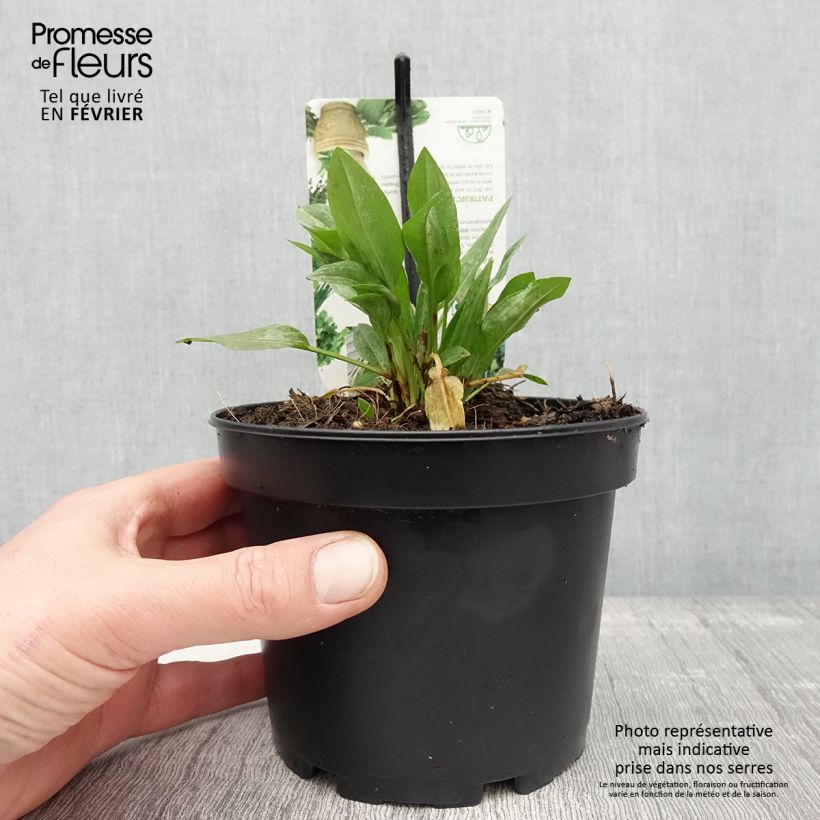Exemplaar van Oseille Epinard - Rumex patientia Pot de 1,5L/2L zoals geleverd in de winter