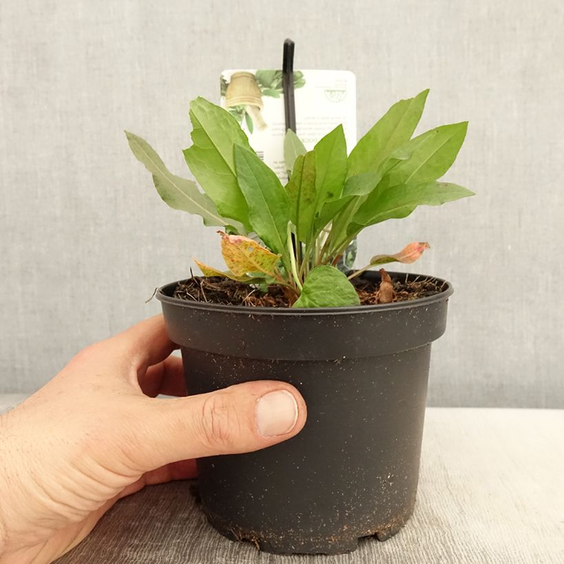 Exemplaar van Spinaziezuring - Rumex patientia Pot van 1,5 l/2 l zoals geleverd in de lente