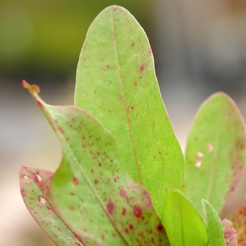 Spinaziezuring - Rumex patientia (Blad)