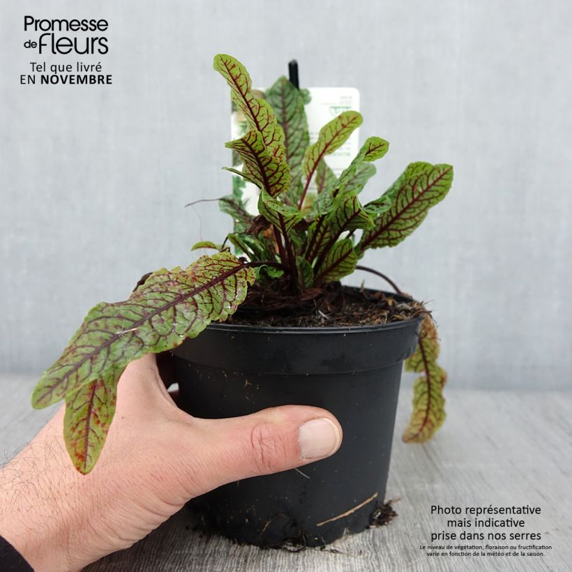 Exemplaar van Oseille sanguine - Rumex sanguineus Pot de 1,5L/2L zoals geleverd in de herfst