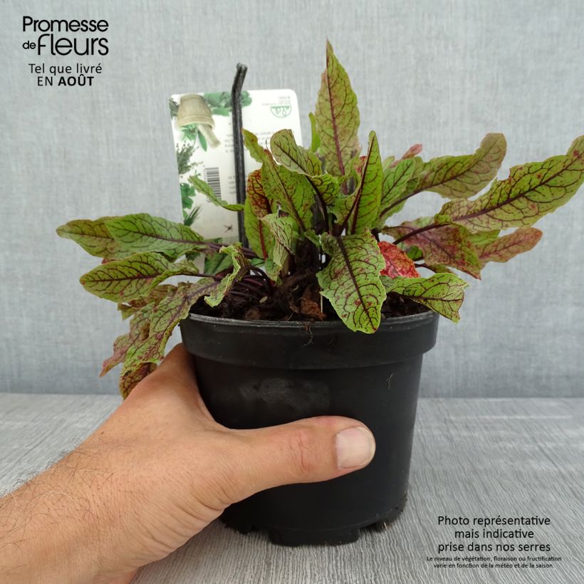 Exemplaar van Bloedzuring - Rumex sanguineus Pot van 1,5 l/2 l zoals geleverd in de zomer