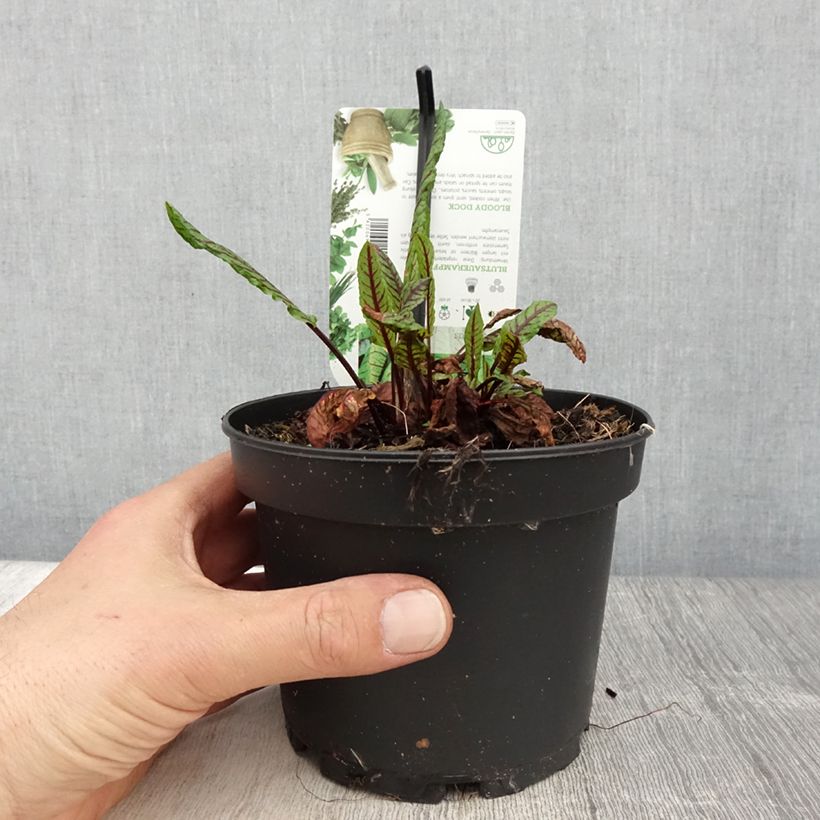 Exemplaar van Bloedzuring - Rumex sanguineus Pot van 1,5 l/2 l zoals geleverd in de lente