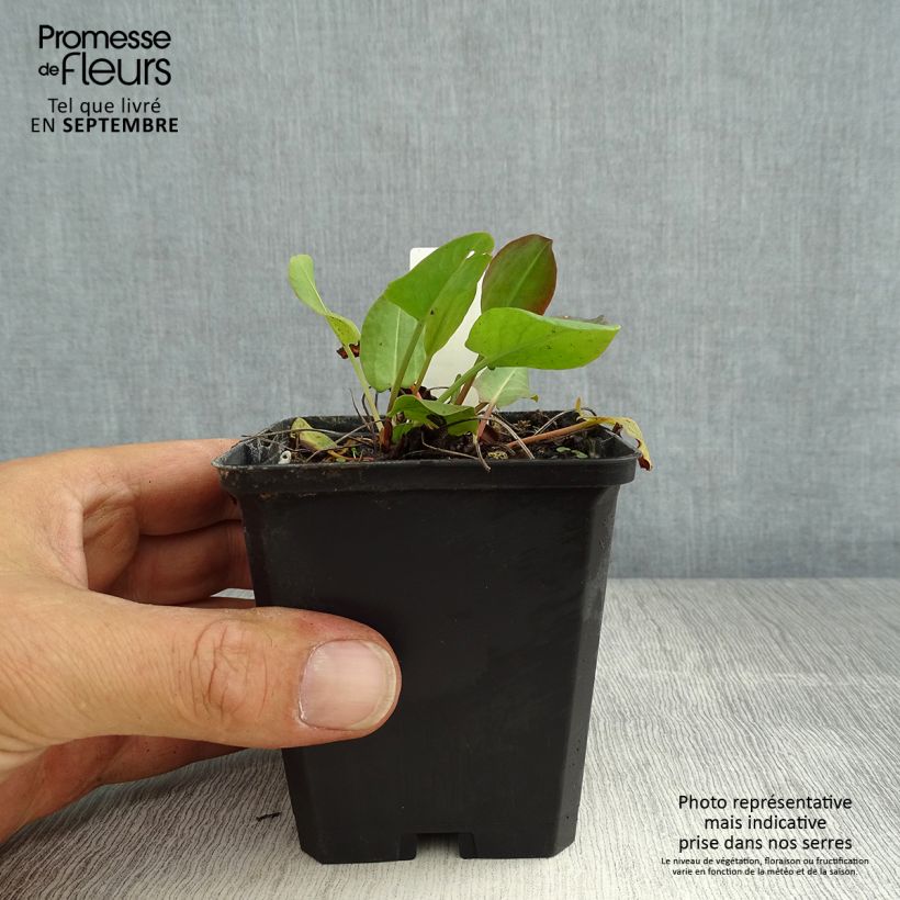 Exemplaar van Rumex acetosa - Veldzuring Kweekpotje van 8/9 cm zoals geleverd in de zomer