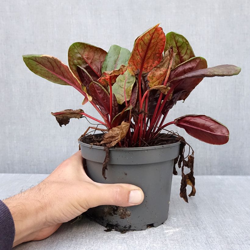 Exemplaar van Bergzuring Ruber Pot van 1,5 l/2 l zoals geleverd in de herfst