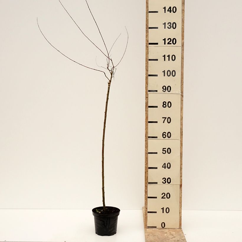 Exemplaar van Osier rouge pleureur - Salix purpurea Pendula Pot de 3L/4L, Tige zoals geleverd in de winter