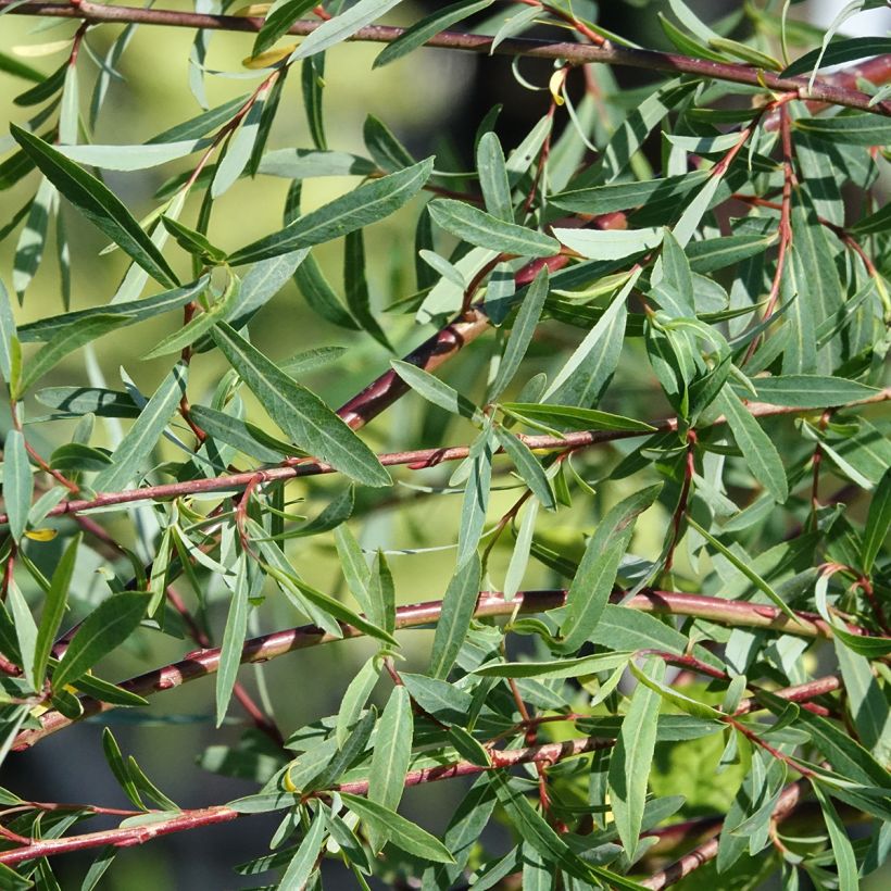 Salix purpurea Pendula - Bittere wilg (Blad)