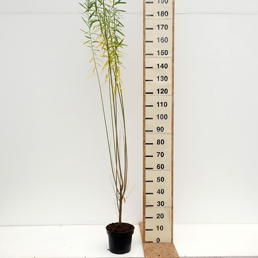 Exemplaar van Salix purpurea Howki - Bittere wilg Pot van 4 l/5 l zoals geleverd in de herfst