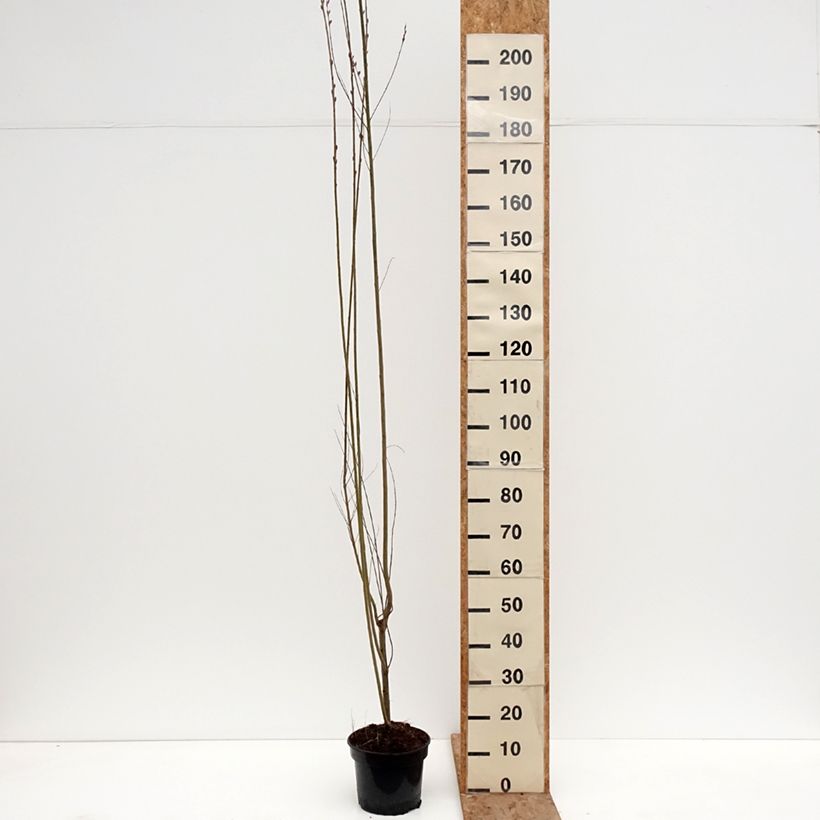 Example of Salix purpurea Howki - Bittere wilg Pot van 4 l/5 l as you get in hiver