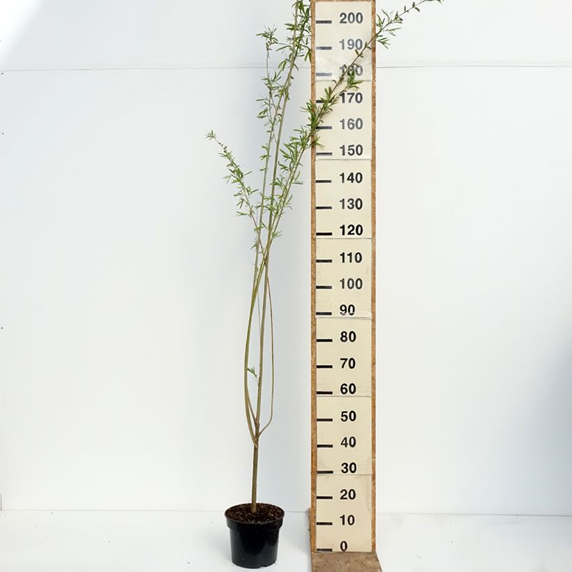 Exemplaar van Salix purpurea Howki - Bittere wilg Pot van 4 l/5 l zoals geleverd in de lente