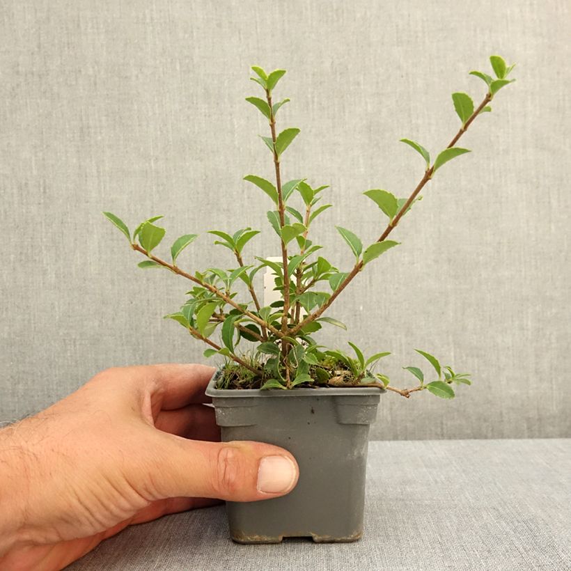 Exemplaar van Osmanthus delavayi - Schijnhulst Kweekpotje van 8/9 cm zoals geleverd in de zomer