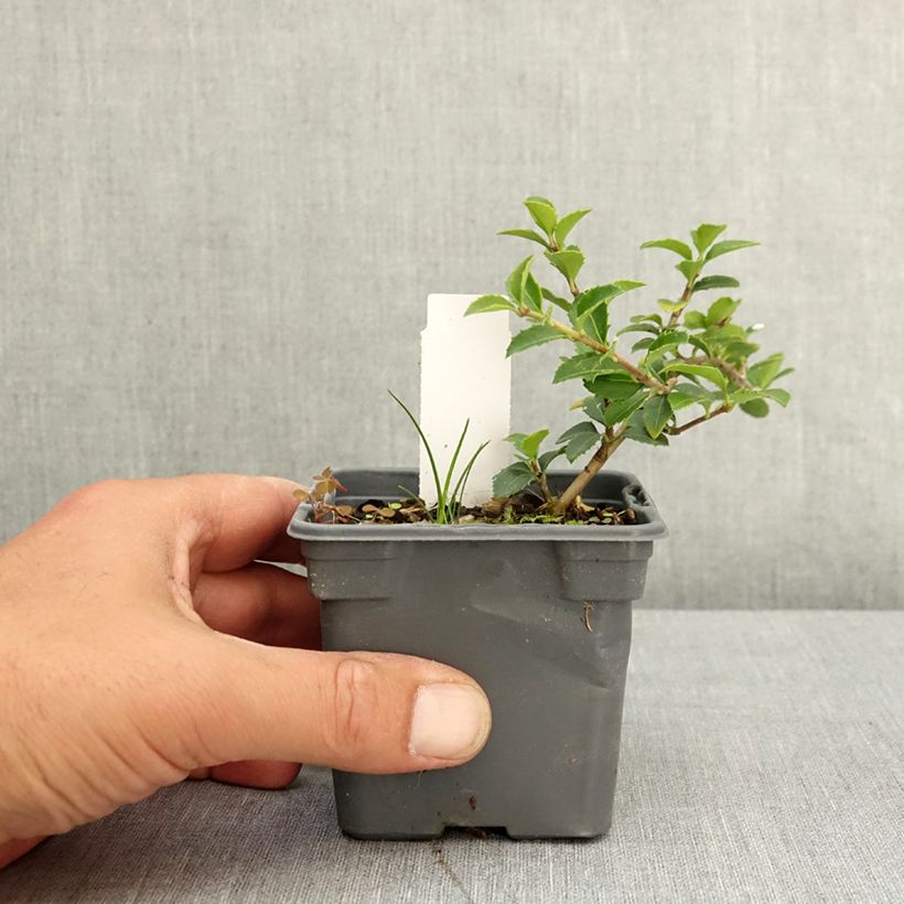 Exemplaar van Osmanthus delavayi - Schijnhulst Kweekpotje van 8/9 cm zoals geleverd in de lente