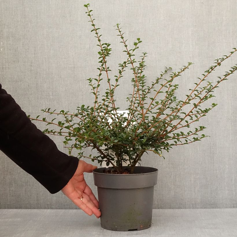 Exemplaar van Osmanthus delavayi Perfume of Nature - Schijnhulst Pot van 3 l/4 l zoals geleverd in de winter