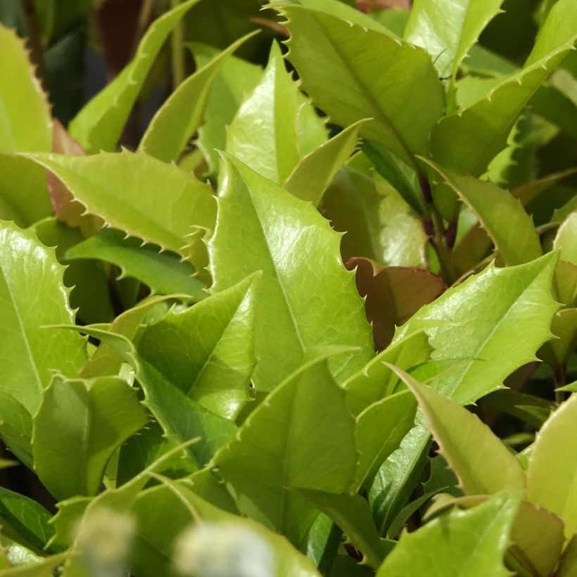 Osmanthus fortunei - Schijnhulst (Blad)