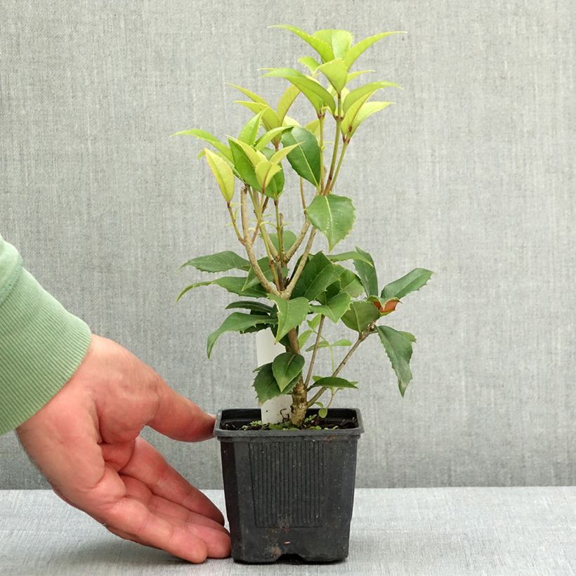 Exemplaar van Osmanthus fortunei - Schijnhulst Kweekpotje van 8/9 cm zoals geleverd in de lente