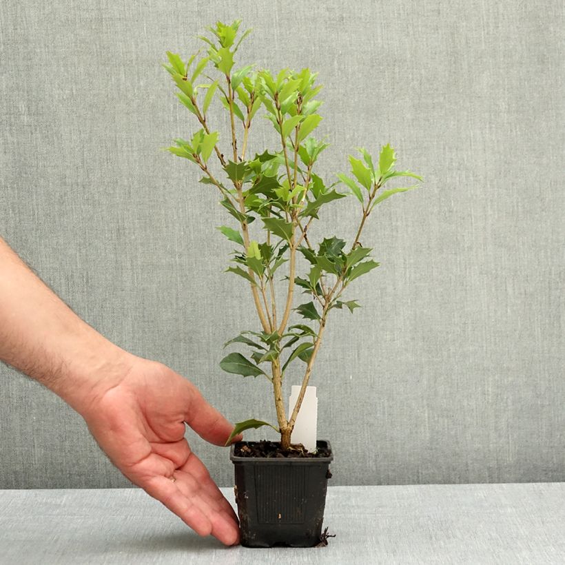 Exemplaar van Osmanthus heterophyllus - Schijnhulst Kweekpotje van 8/9 cm zoals geleverd in de lente