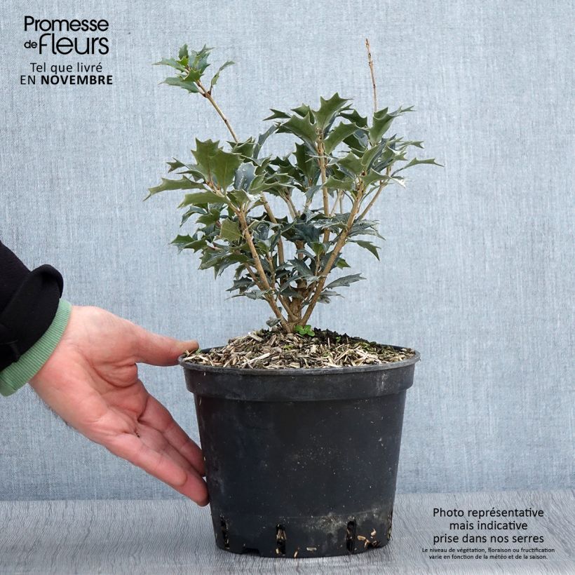 Exemplaar van Osmanthus heterophyllus - Schijnhulst Pot van 3 l/4 l zoals geleverd in de herfst
