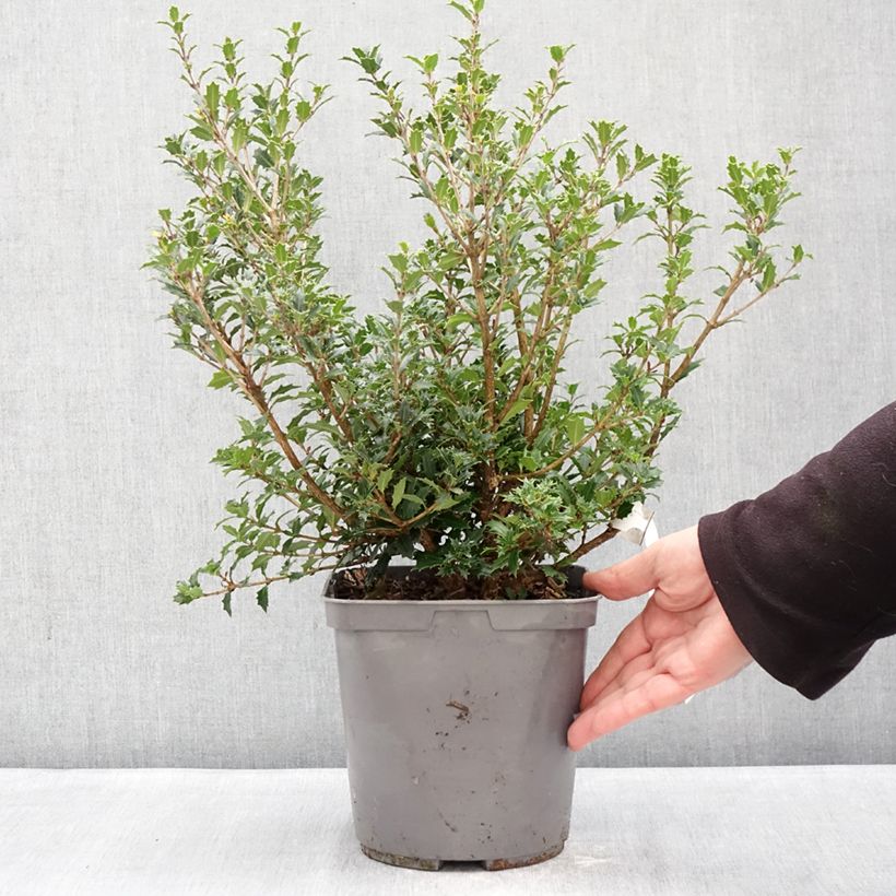 Exemplaar van Osmanthus heterophyllus Perfumed Princess - Schijnhulst Pot van 4 l/5 l zoals geleverd in de winter