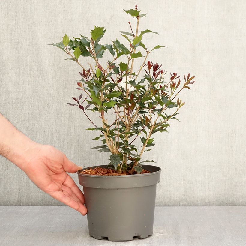 Exemplaar van Osmanthus heterophyllus Purpureus - Schijnhulst Pot van 3 l/4 l zoals geleverd in de lente