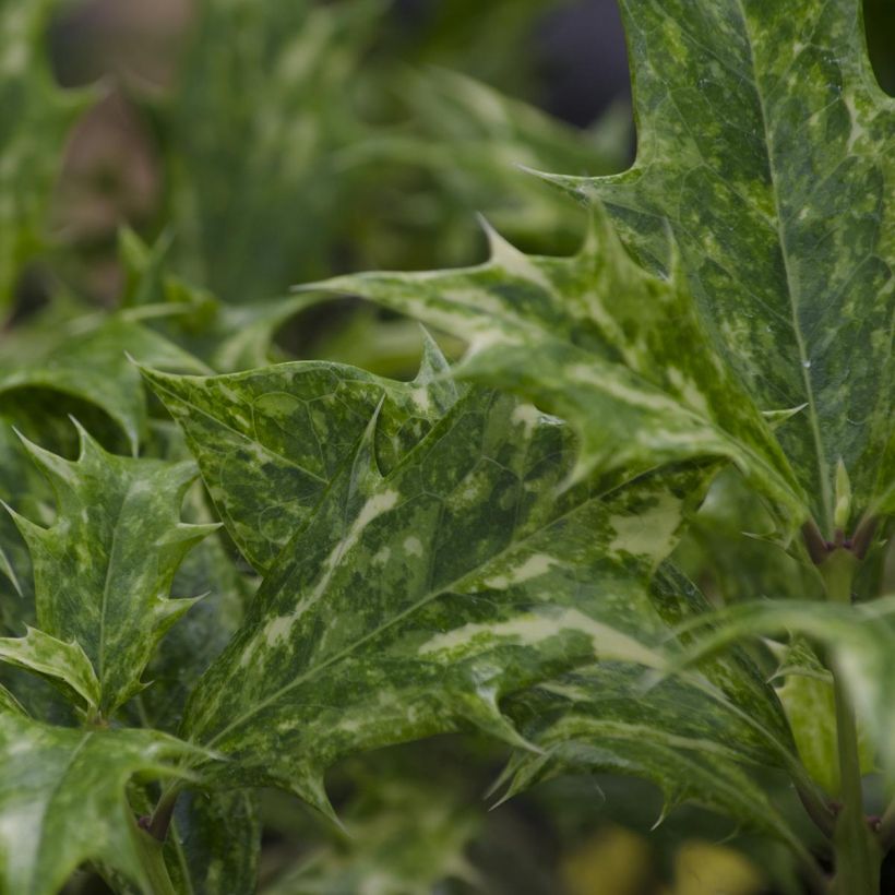 Osmanthus heterophyllus Tricolor - Schijnhulst (Blad)