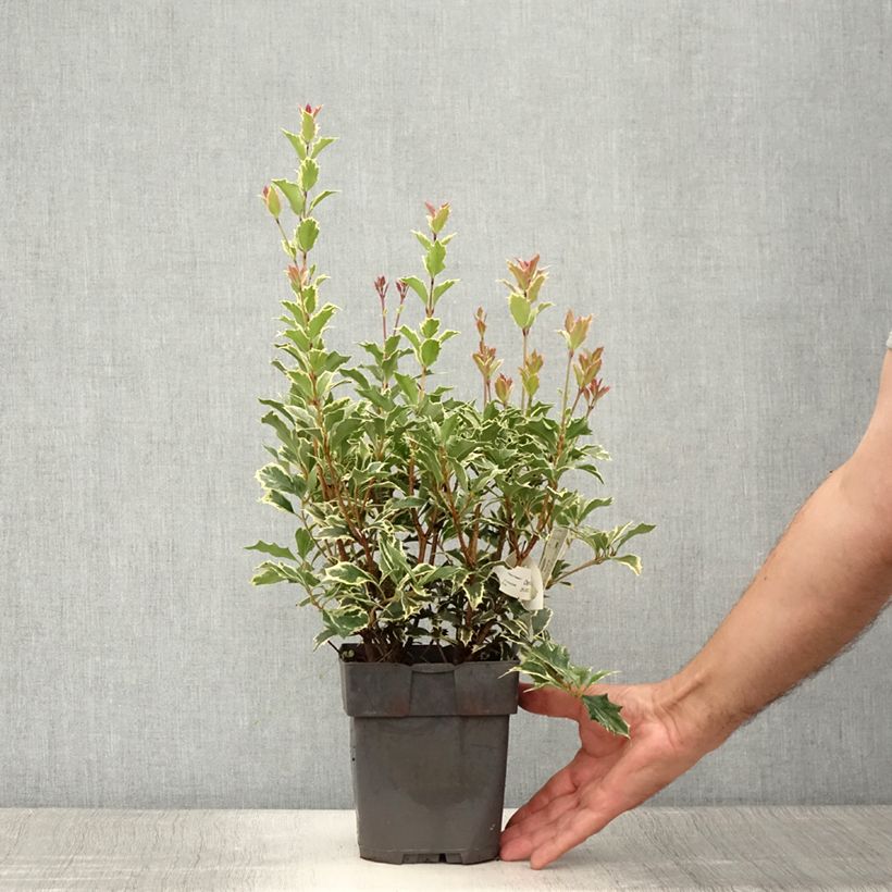 Exemplaar van Osmanthus heterophyllus Variegatus - Schijnhulst Pot van 2 l/3 l zoals geleverd in de zomer