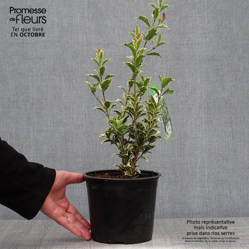 Exemplaar van Osmanthus heterophyllus Variegatus - Schijnhulst Pot van 3 l/4 l zoals geleverd in de herfst