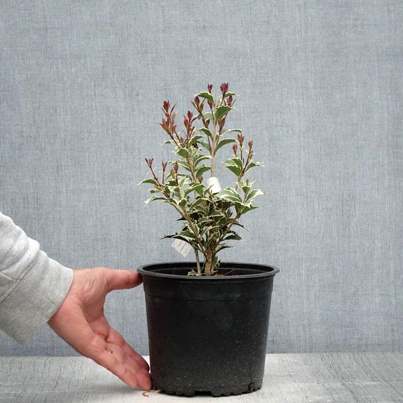 Exemplaar van Osmanthus heterophyllus Variegatus - Schijnhulst Pot van 3 l/4 l zoals geleverd in de zomer
