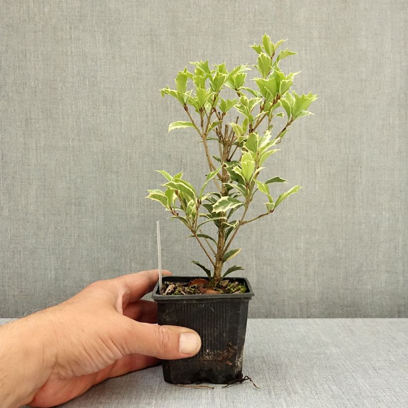 Exemplaar van Osmanthus heterophyllus Variegatus - Schijnhulst Kweekpotje van 8/9 cm zoals geleverd in de lente