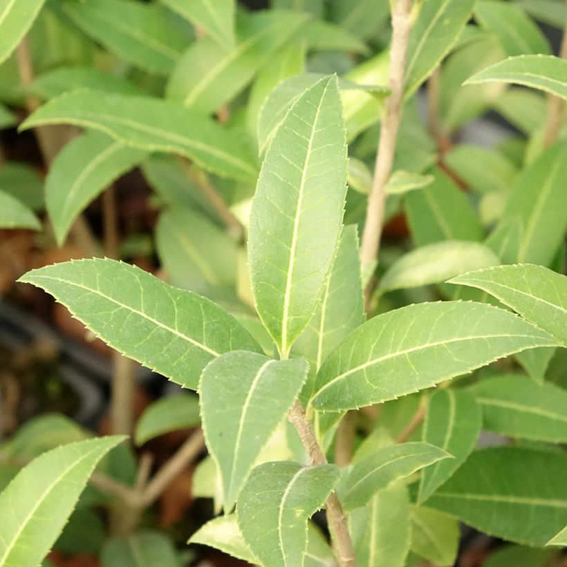 Osmanthus serrulatus - Schijnhulst (Foliage)