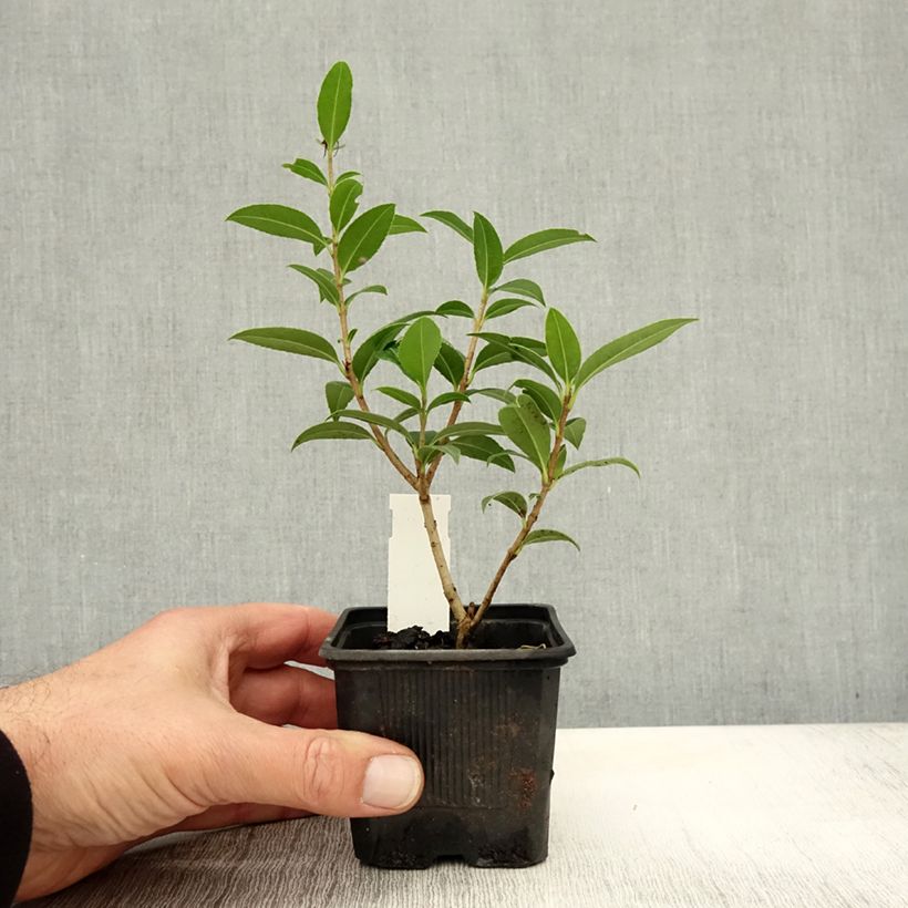 Exemplaar van Osmanthus serrulatus - Schijnhulst Kweekpotje van 8/9 cm zoals geleverd in de herfst
