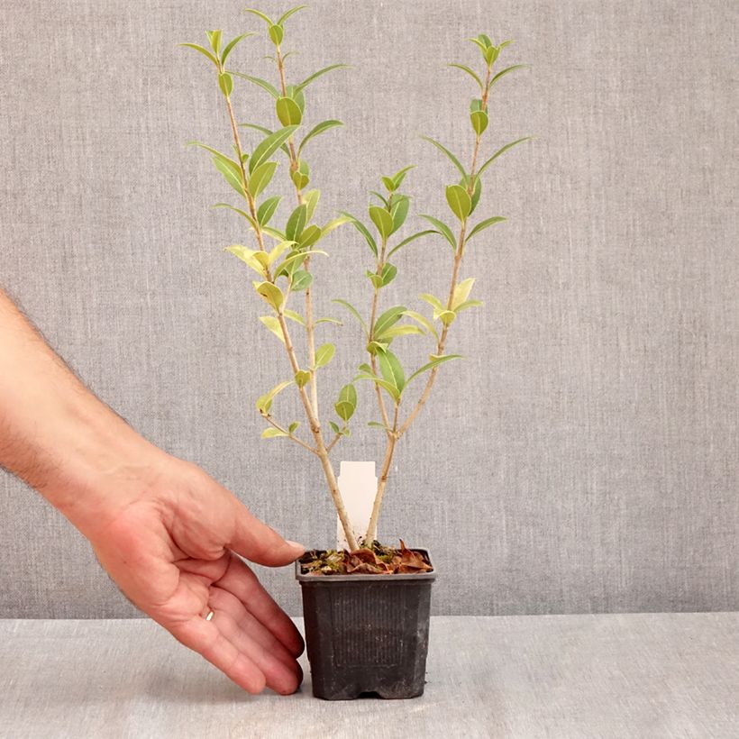 Exemplaar van Osmanthus serrulatus - Schijnhulst Kweekpotje van 8/9 cm zoals geleverd in de zomer