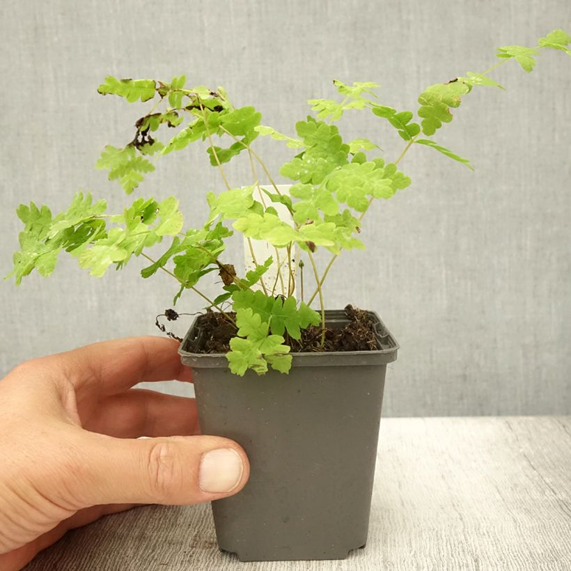 Exemplaar van Osmunda claytoniana - Koningsvaren Kweekpotje van 8/9 cm zoals geleverd in de zomer