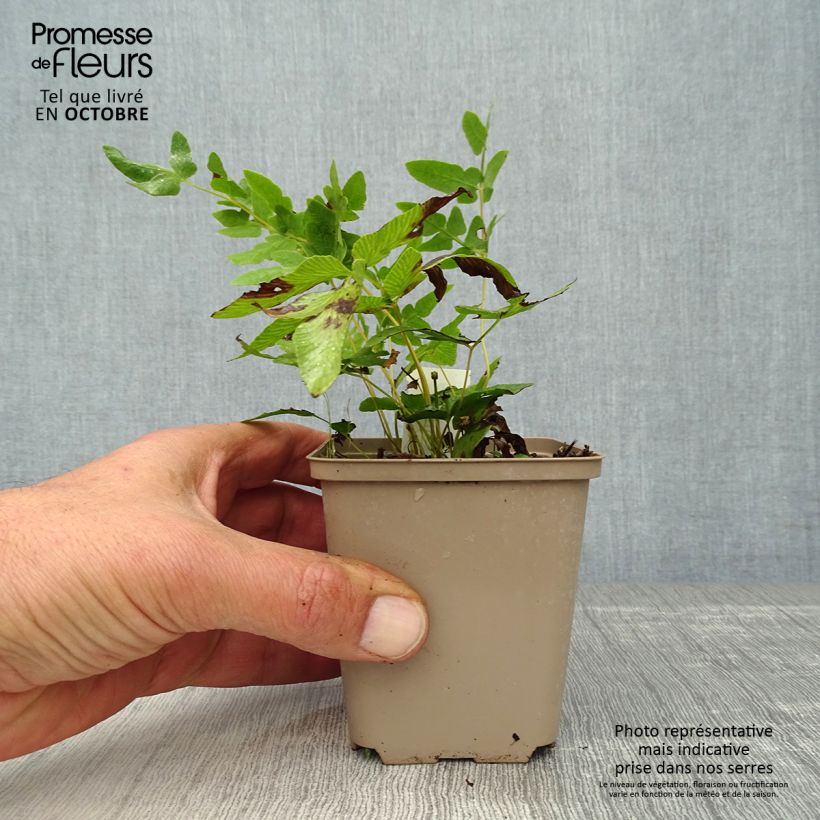 Exemplaar van Osmunda regalis - Koningsvaren Kweekpotje van 8/9 cm zoals geleverd in de herfst