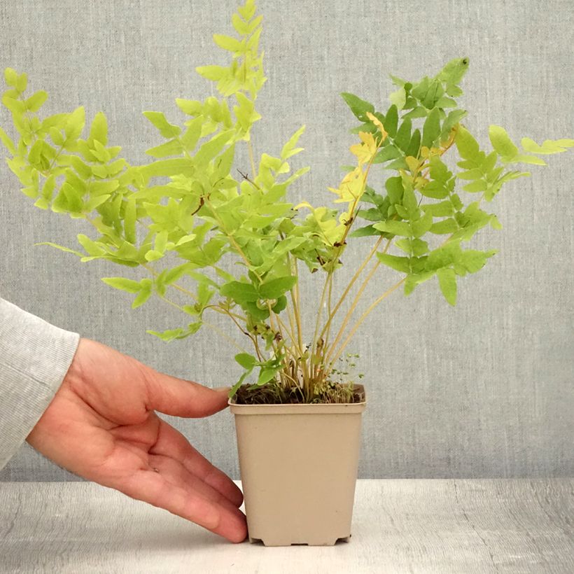 Exemplaar van Osmunda regalis - Koningsvaren Kweekpotje van 8/9 cm zoals geleverd in de zomer
