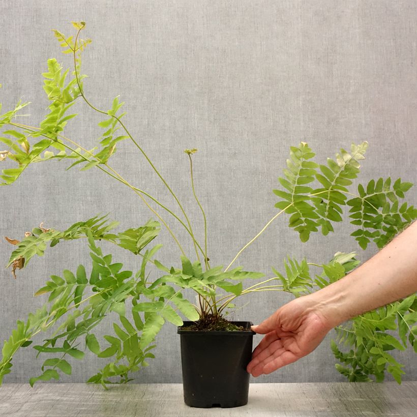 Exemplaar van Osmunda regalis - Koningsvaren Pot van 2 l/3 l zoals geleverd in de zomer