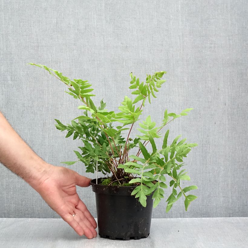 Exemplaar van Osmunda regalis Purpurascens - Koningsvaren Pot van 2 l/3 l zoals geleverd in de herfst