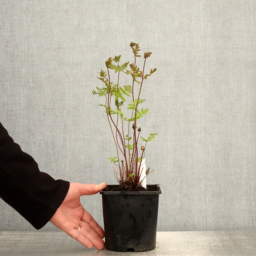 Exemplaar van Osmunda regalis Purpurascens - Koningsvaren Pot van 2 l/3 l zoals geleverd in de lente
