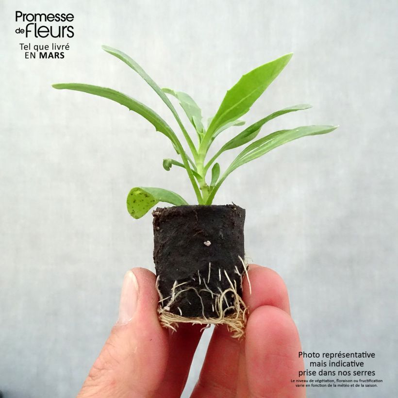 Exemplaar van Osteospermum Dalina Special Sunshine Beauty - Spaanse margriet Mini-mot Ø 3/4 cm zoals geleverd in de lente