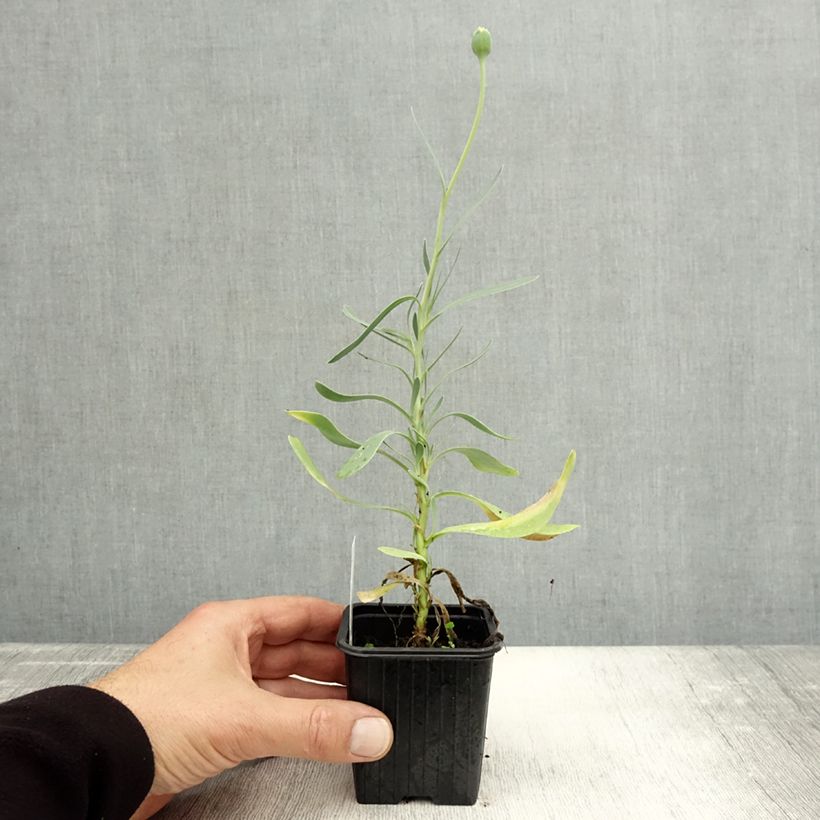 Exemplaar van Othonna cheirifolia - Othonna Kweekpotje van 8/9 cm zoals geleverd in de herfst